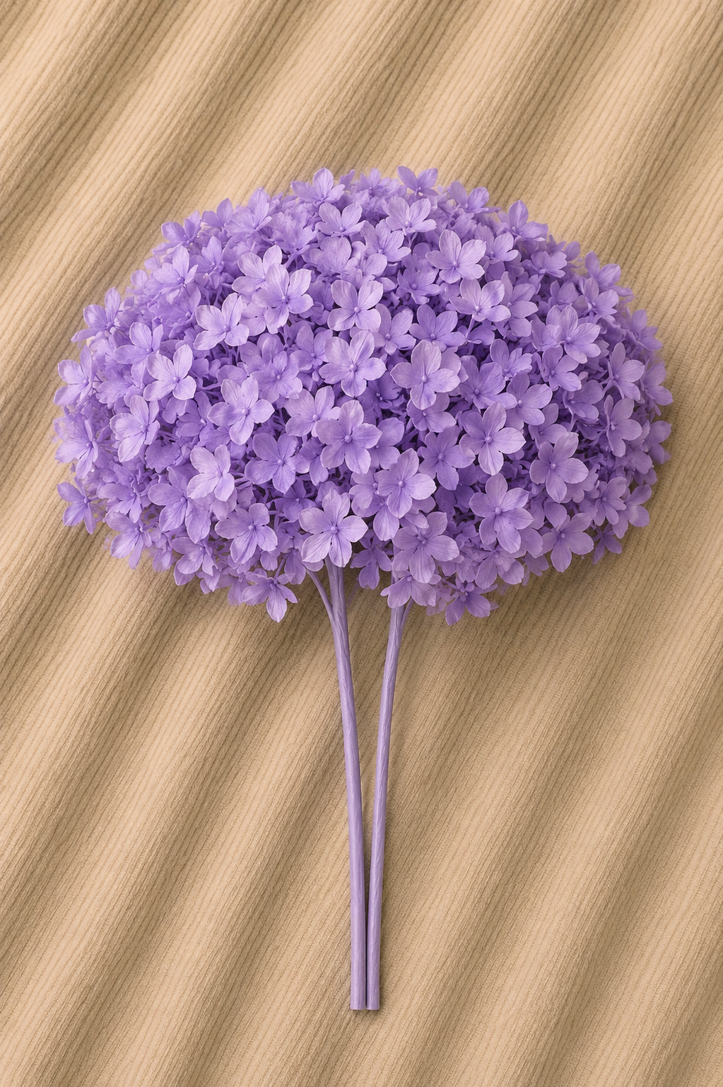 Ortensia