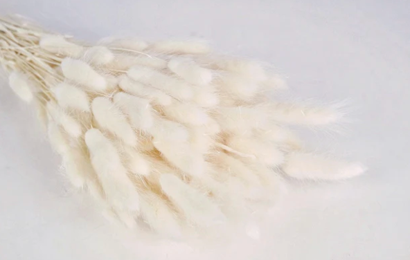 Lagurus (100g)