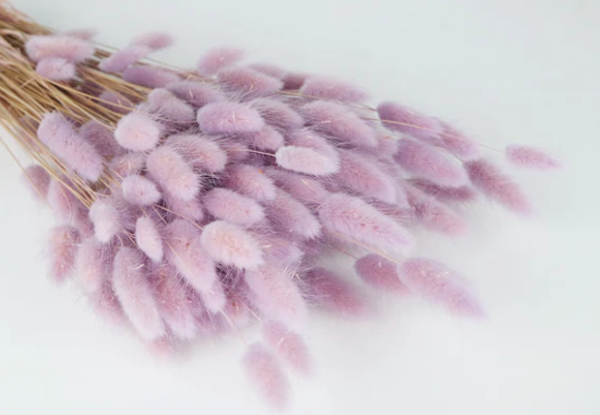 Lagurus (100g)