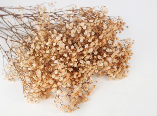 Gypsophila (100g)