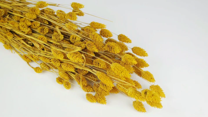 Phalaris (100g)