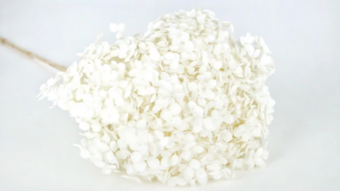 Ortensia Petalo Piccolo (100g)