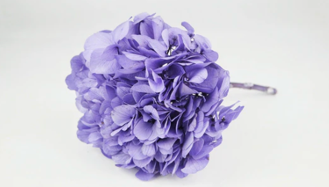 Ortensia Petalo Grande (100g)